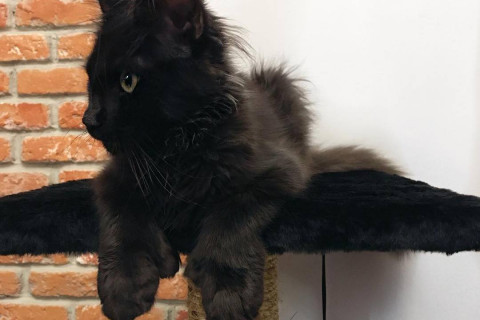 Японцы попытались обидеть котов Приморья