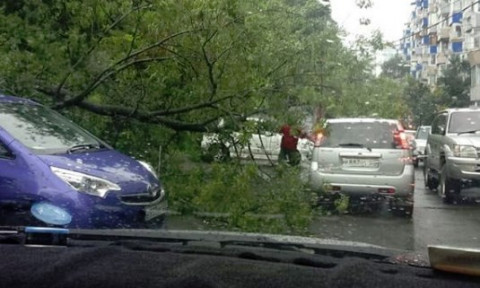 Ливень губит деревья и машины