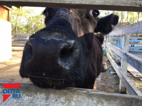 Статистика: сельское хозяйство Приморья - в стагнации