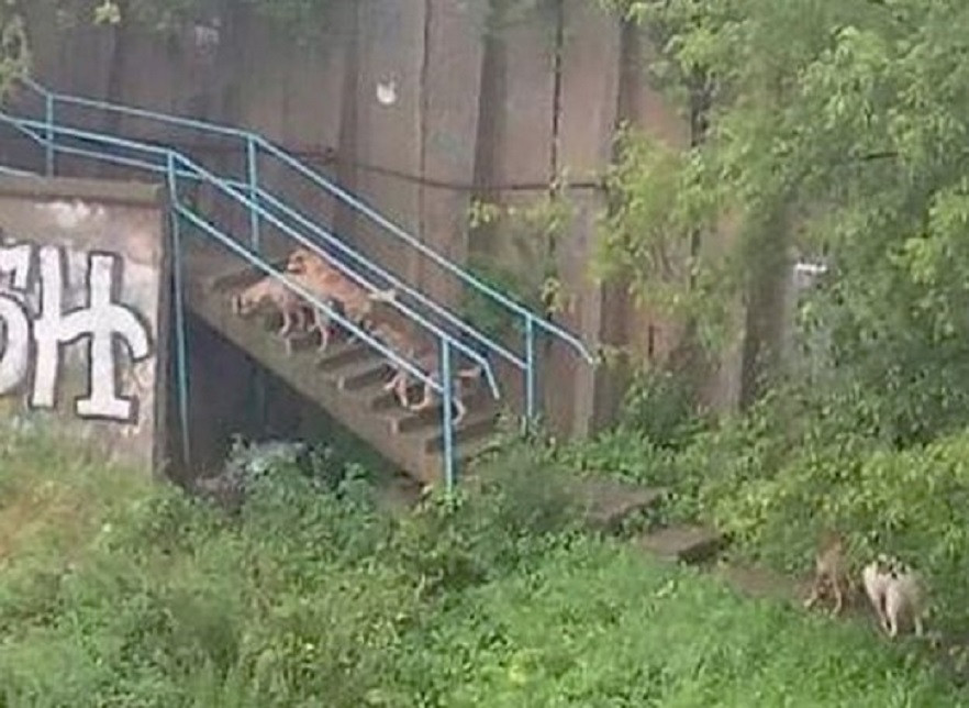 Свора агрессивных псов оккупировала детский сад