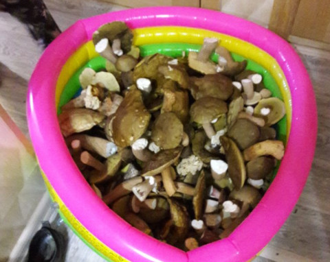 Приморцы собирают грибы бассейнами