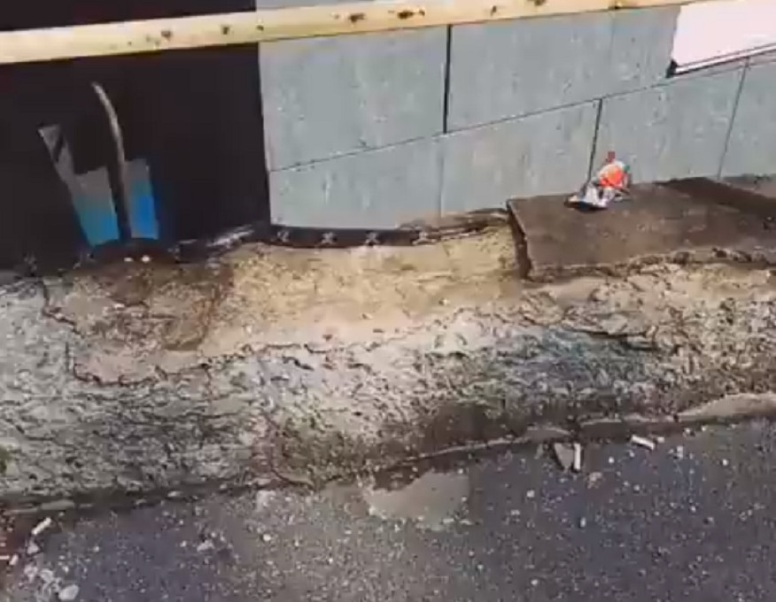 Ползающую по Владивостоку змею засняли на видео