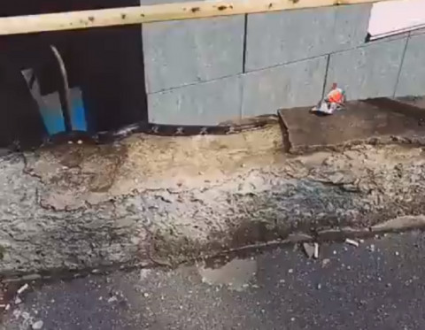 Ползающую по Владивостоку змею засняли на видео
