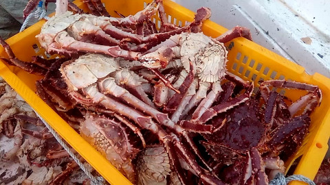 "Нашли и взяли": как врут расхитители богатств морей