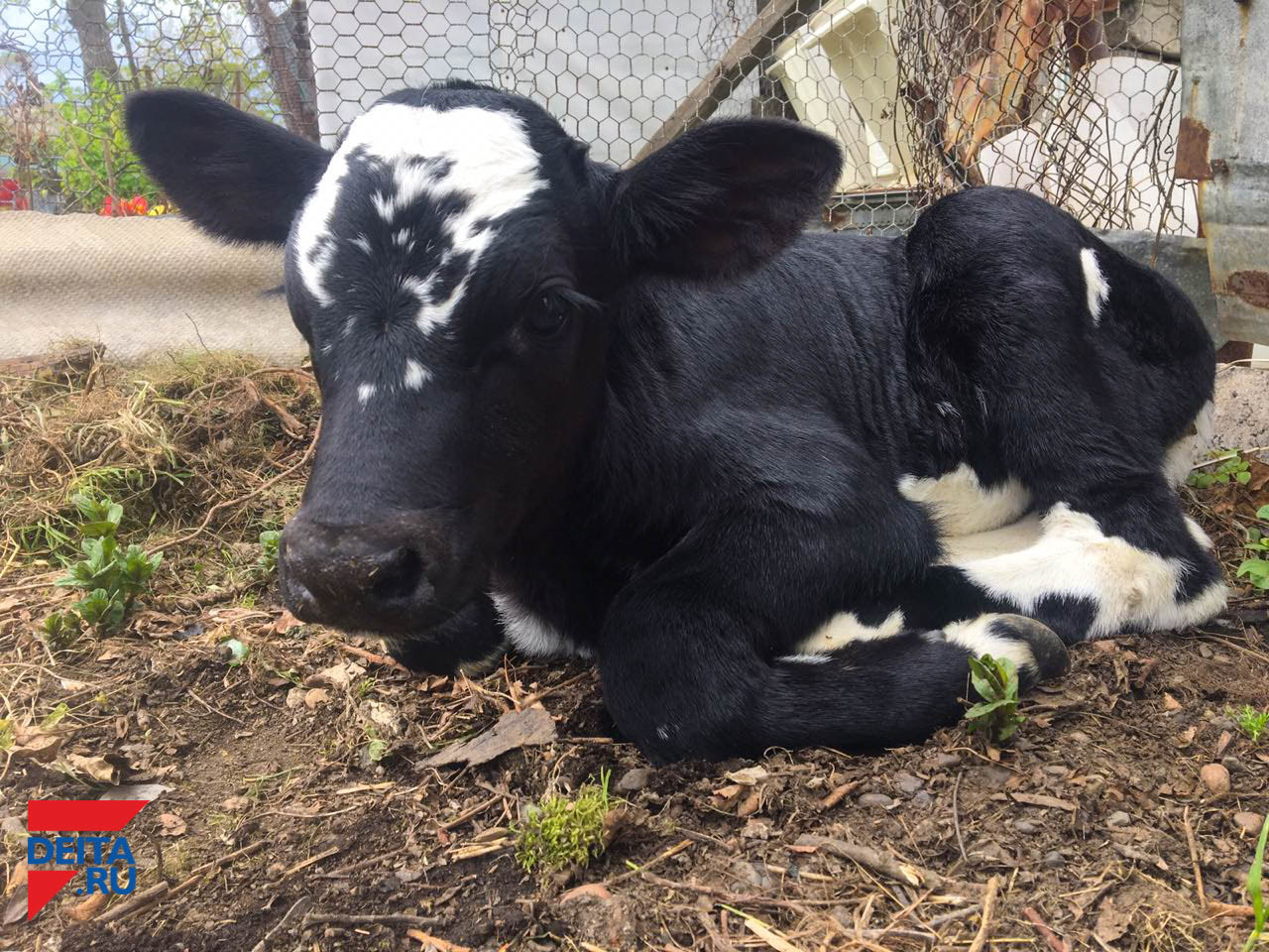 Коровы на Сахалине дают рекордное количество молока