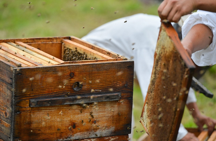 Запрет на вырубку лип предлагает наложить глава Приморья