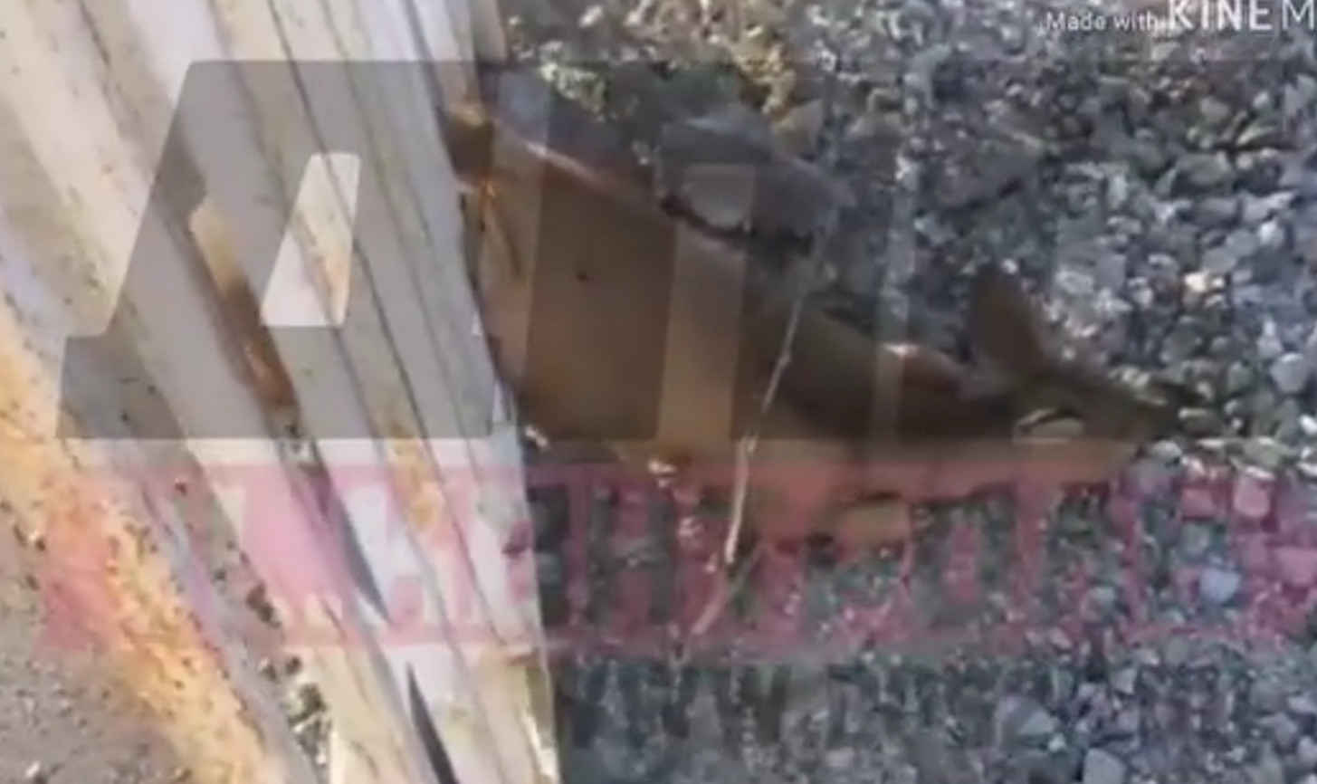«Красавчики» — спасение несчастного животного попало на видео