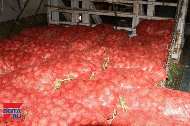 На Сахалине собрали более 45 тысяч тонн картофеля