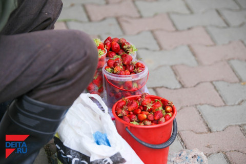 Сезон открыт: клубника "с огорода" продается в феврале