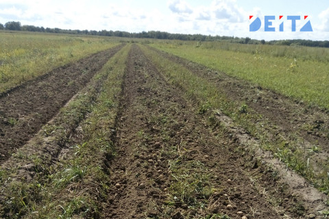 Посев кукурузы начался в Приморье