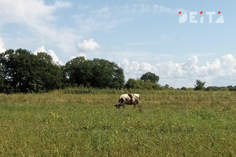 Гражданка Бразилии получили дальневосточный гектар