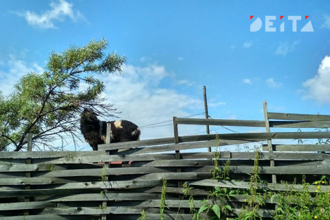 Вместо детей в первый класс решили записать 15 баранов