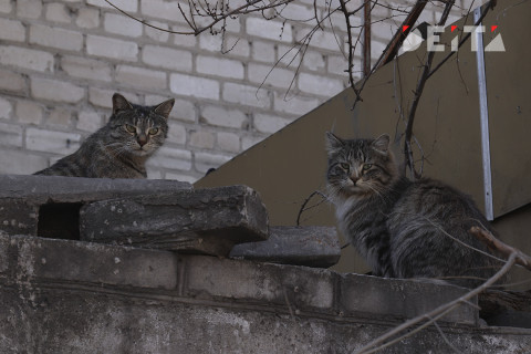В столице нашли "кошачий концлагерь"