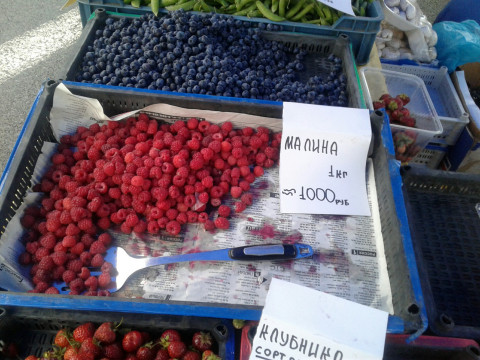Грибы и ягоды россиян будут собирать в спецпунктах