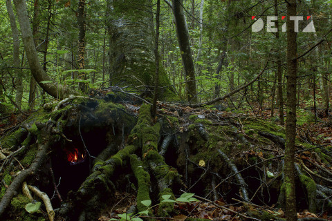 Трутнев послал губернаторов в дремучий лес