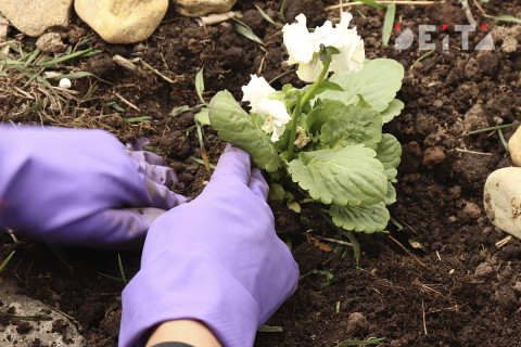 Дачную амнистию продлят