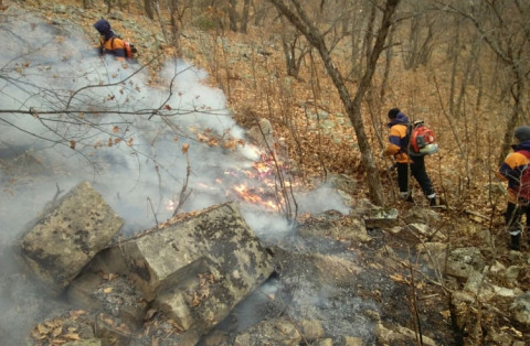 На горящих лесах Дальнего Востока и Сибири будут зарабатывать