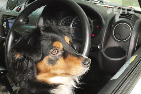 Вот как не платить штраф ГИБДД