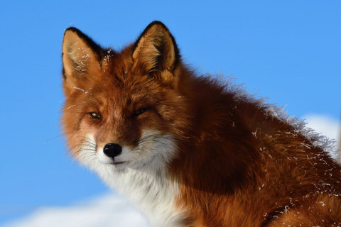 За спасенного лисенка мужчину накажут миллионным штрафом