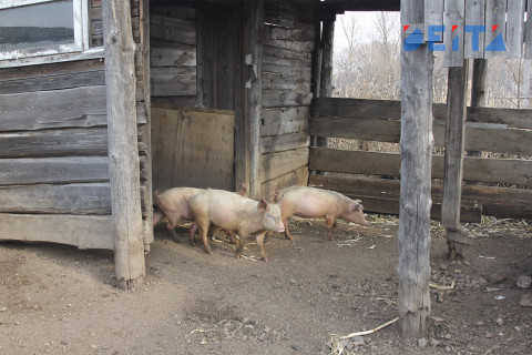Африканская чума пришла на Дальний Восток