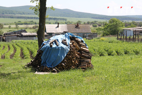 В России разрешили выращивать наркотики