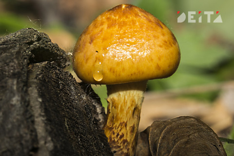 «Может дорого обойтись» — грибников хотят строго наказывать