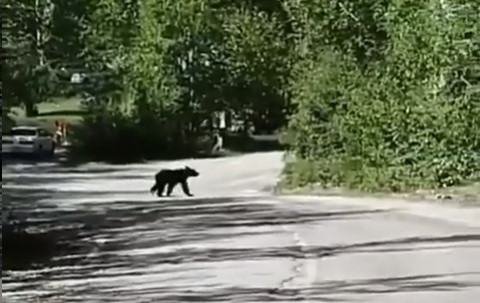Медведь попал на видео у популярного места отдыха
