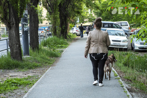 Больших собак предложили выселить из квартир