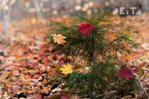 Метеорологи дали прогноз на предстоящую зиму