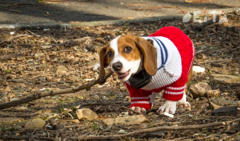 Умерщвлять бездомных собаки запретили в России