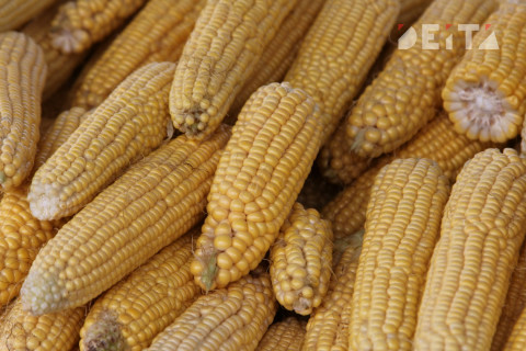 Цены на овощи поползут вверх в ближайшее время