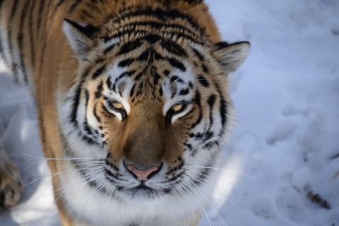 Тигры начали убивать собак в России