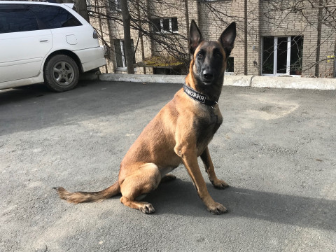 Собака умнее многих людей попала на видео в столице