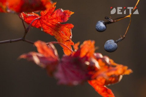 О погоде в октябре рассказали в Гидрометцентре