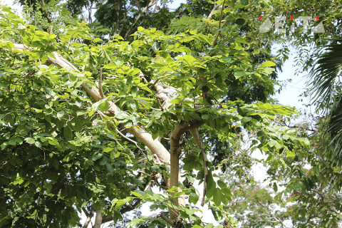 Активисты озеленили территорию госпиталя в Приморье