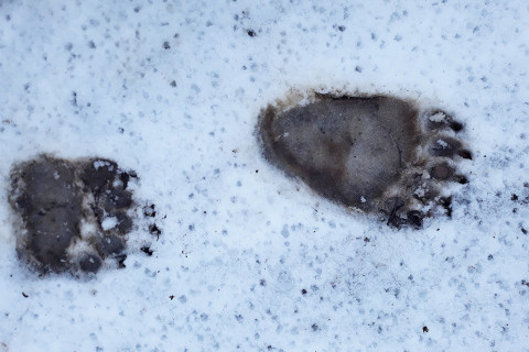 Школьников учат встречаться с медведями