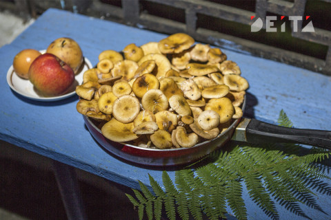 Штраф за сбор грибов введен в России