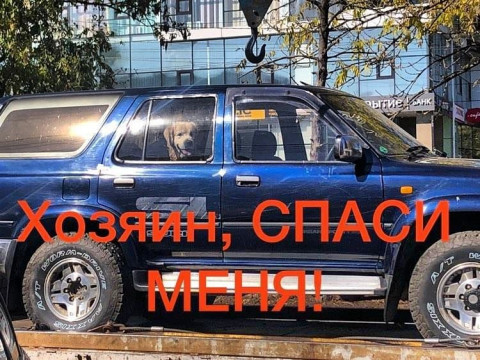 Это законно: эвакуатор забрал авто с собакой