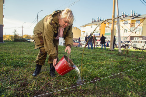 Более 300 саженцев высадили на Сахалине в рамках акции «Живи лес»