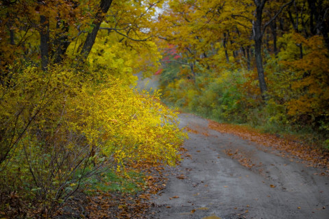 Названы 3 опасности от листвы для авто