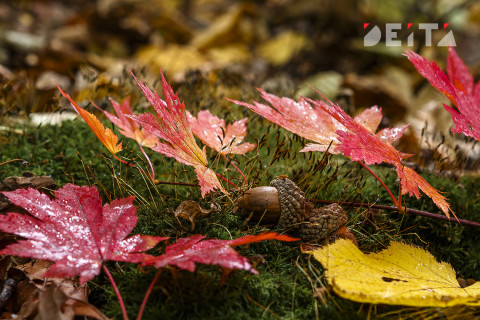 Каким будет ноябрь, сказали в Гидрометцентре