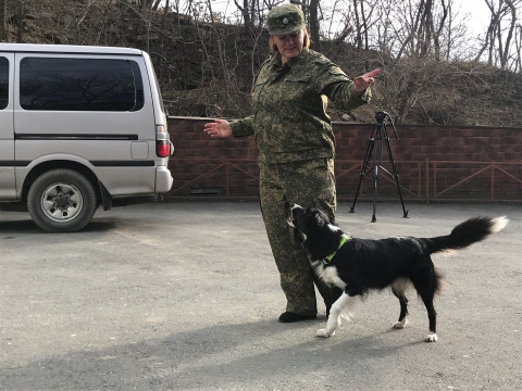 Таможня требует новых прав: автомобилистам не понравится