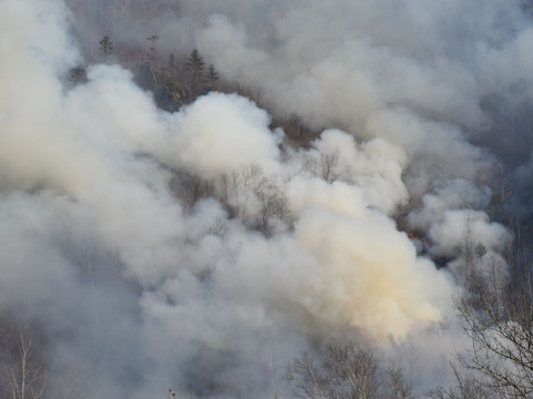 Площадь лесных пожаров снизилась в Приморье