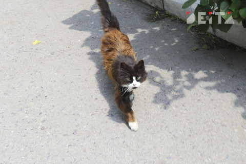 Беспартийный кот примет участие в выборах Великобритании