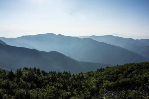 Специалисты рассказали, как гибнут леса на Курилах