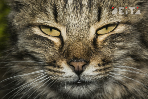 ЯмыТолстыйКот: хозяина кота Виктора могут сделать номинантом премии