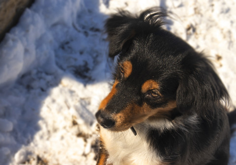 Владельцев животных ждут внеплановые проверки