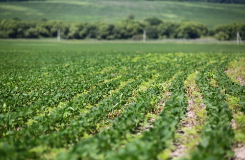 Популярный продукт может привести к госпитализации