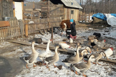 Более 2 миллиардов направлено на поддержку сельхозпроизводителей на Сахалине