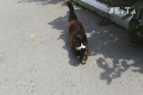 Рыбки и пчелы: домашних животных забьют в базу